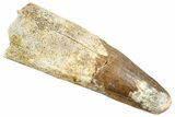 Fossil Spinosaurus Tooth - Huge Dinosaur Tooth #255494-1